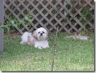 IMG_0214 (2)