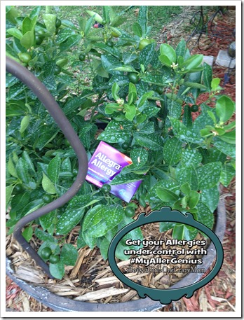 lemon blossoms can be a big allergy trigger in our family thanks to Allegra we all can breath and enjoy the flowers and fruit from the tree  #MyAllerGenius