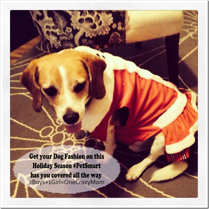 Let your Dogs be your Santa helpers this year and let them be in style #DogOutfits 