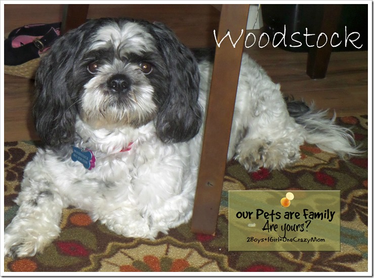 Our Fur Babies are Family ~ Are yours? #WalgreensRX isn’t just for Humans and has your sick pet covered 