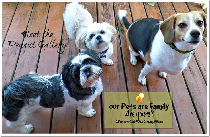 Our Pets are Family are yours #WalgreensRX will keep themhealthy #ad #CollectiveBias 