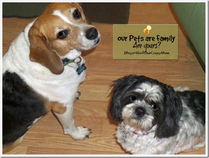 Our Fur Babies are Family ~ Are yours? #WalgreensRX isn’t just for Humans and has your sick pet covered 