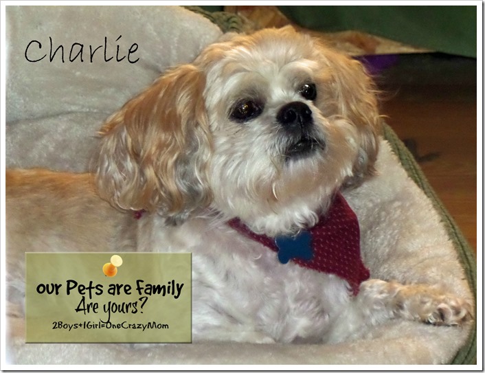 Our Fur Babies are Family ~ Are yours? #WalgreensRX isn’t just for Humans and has your sick pet covered 