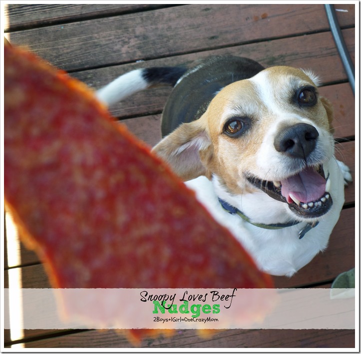 #ad Come check out some of our #NudgesMoments with our Peanut Gallery and all about Pet Safety during the dog days of summer
