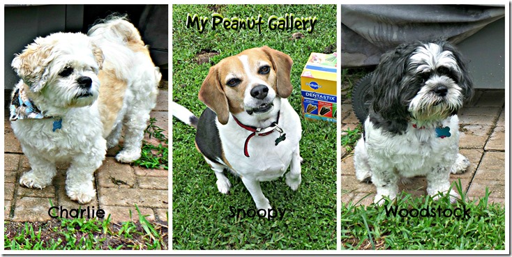 My Peanut Gallery loves their plain dog treats did you know #PedigreeGives to shelters? #shop
