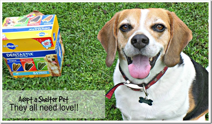 My Peanut Gallery loves their plain dog treats did you know #PedigreeGives to shelters?