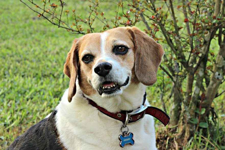 My Beagle is my #ProPlanPet do you have one too